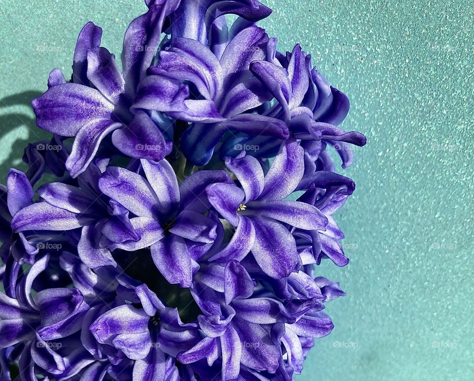 hyacinth spring flower