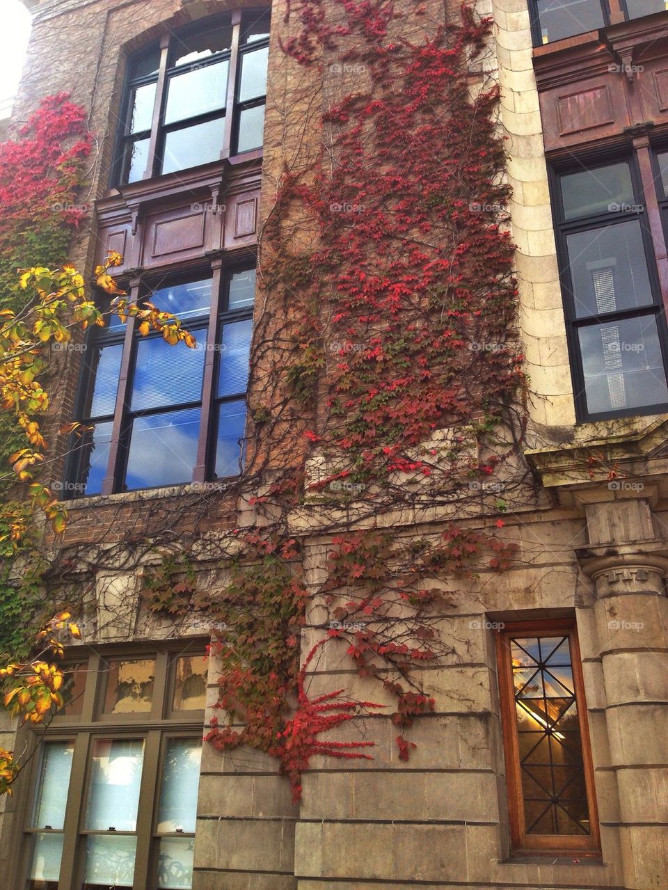 Fall Ivy