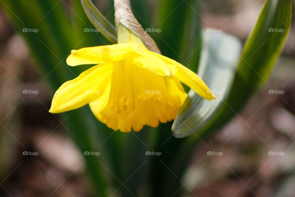 Daffodil