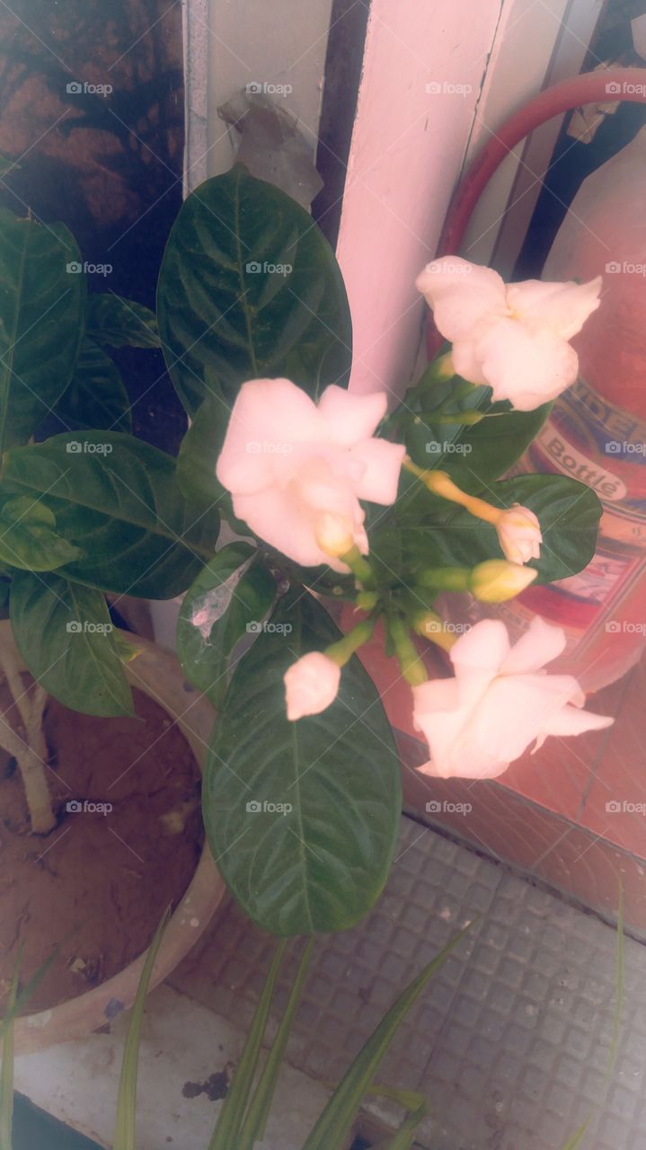 UP India Rural Jasmine Flower