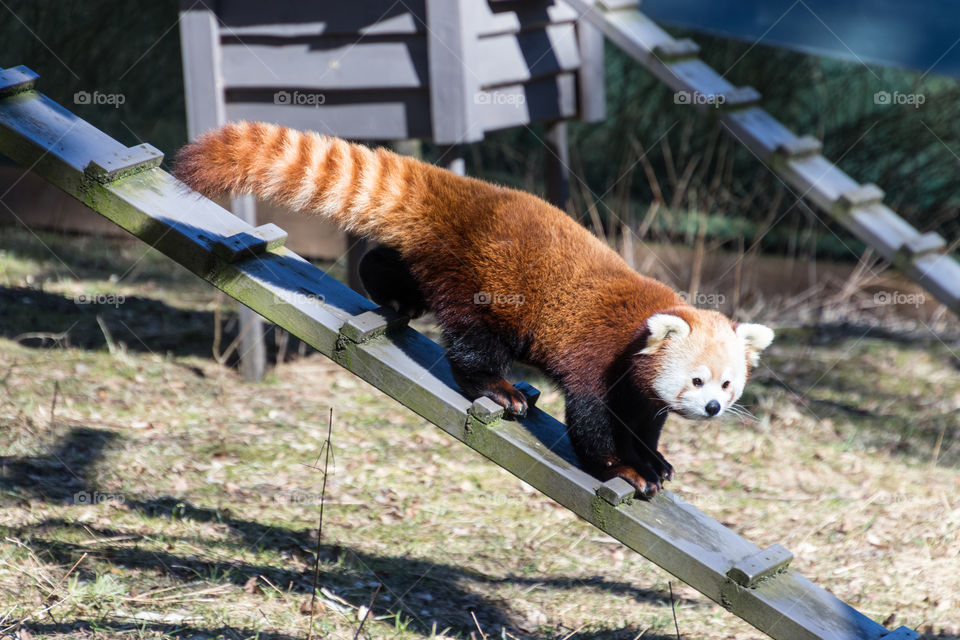 red Panda going out for a walk in the sunshine