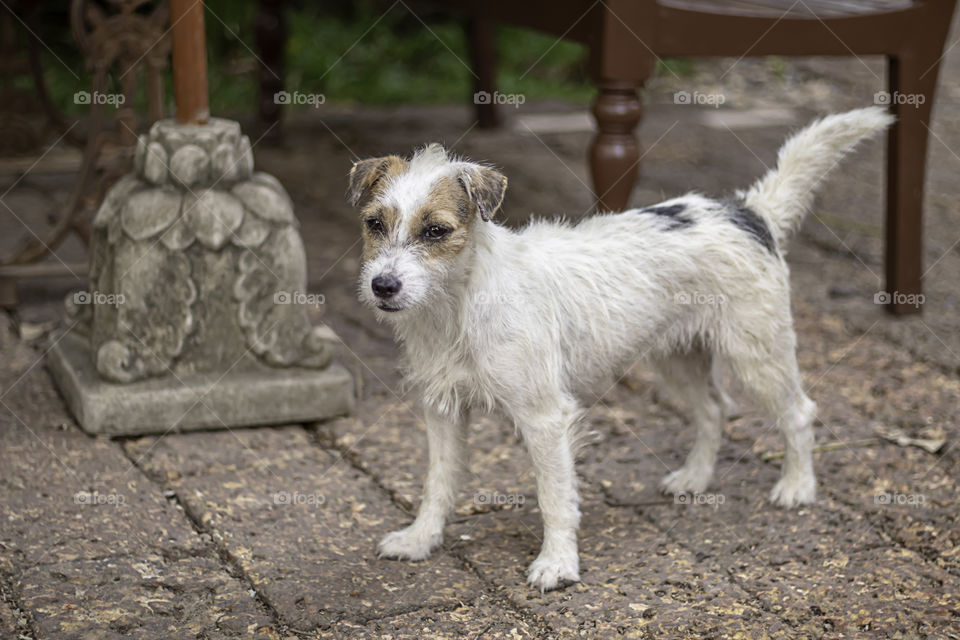 Portrait of white dog On the floor brown brick