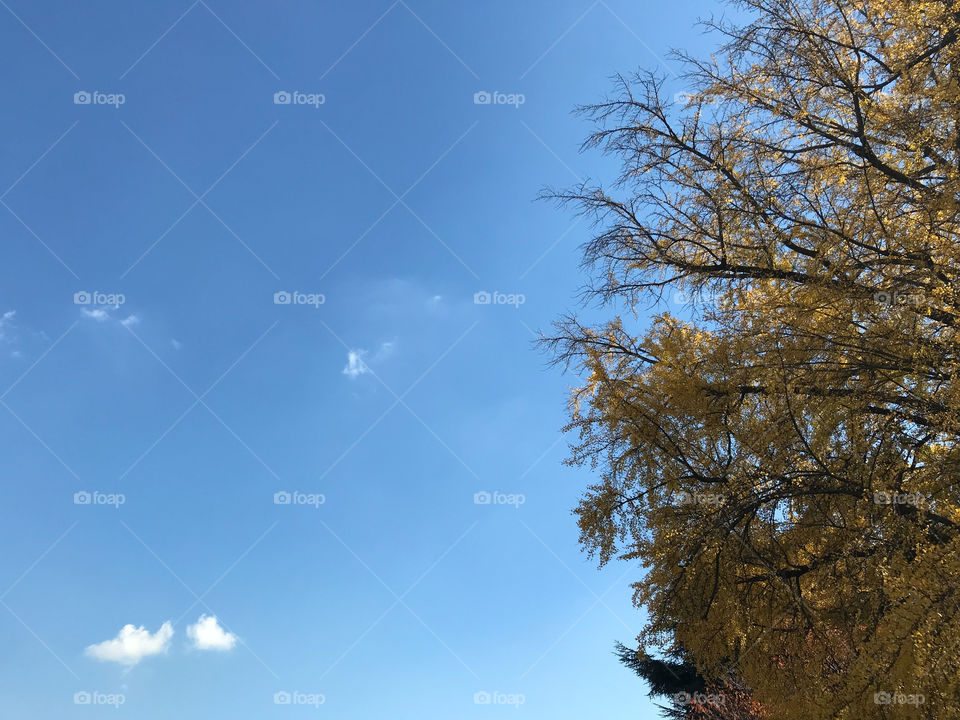 big yellow ginkgo tree at the right side of frame with bright blue summer sky and little white clouds on background in Tokyo, Japan