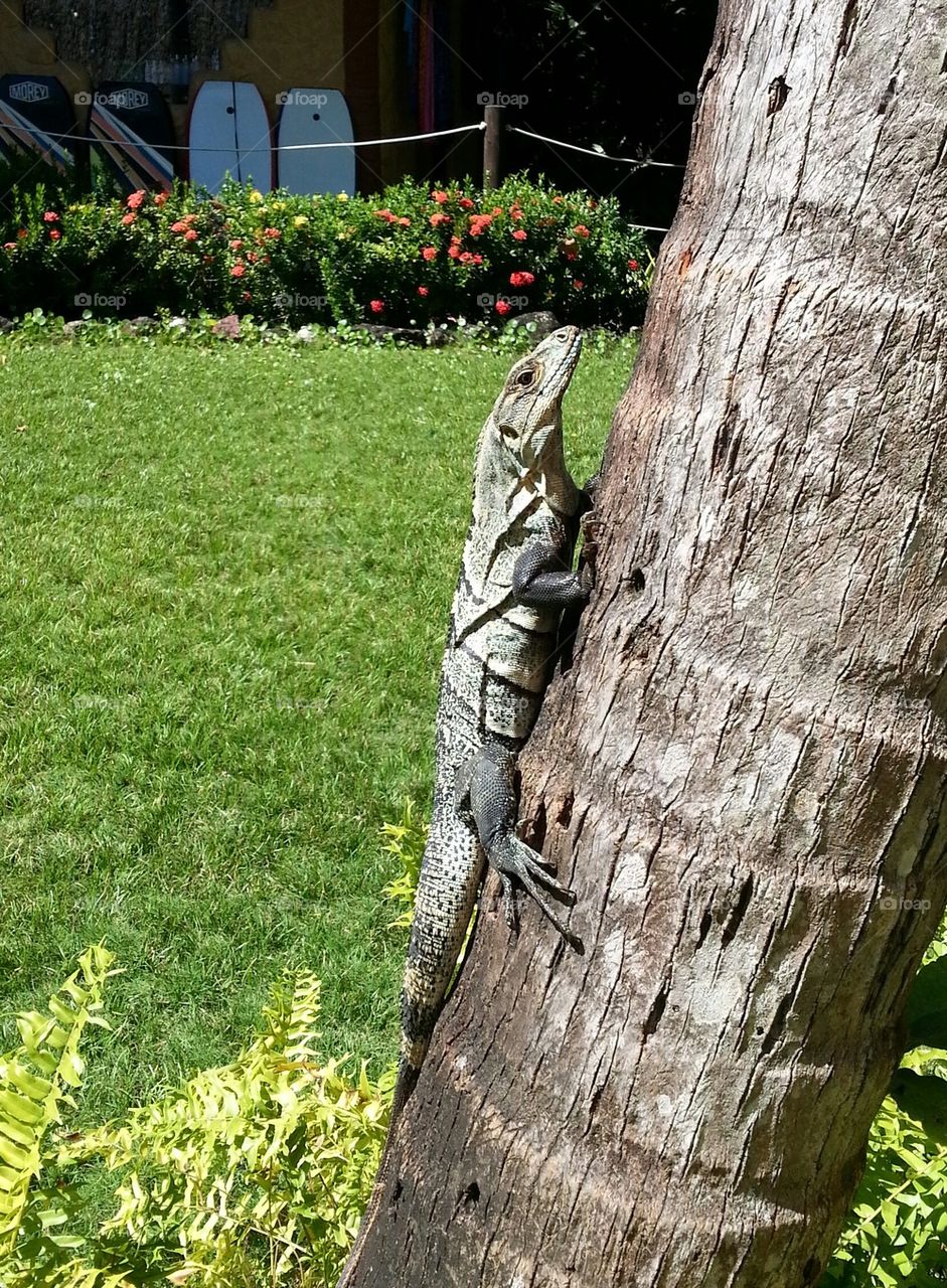 sunning in the afternoon