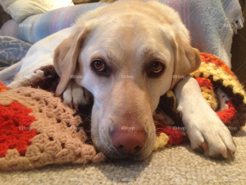 Chilko the white Labrador relaxing on his favourite blanket. Don’t let his sad eyes fool you!