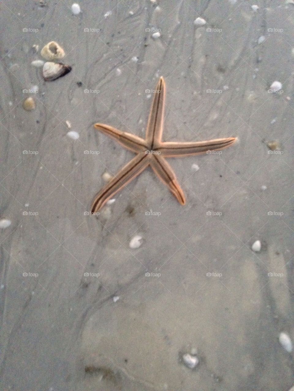 Star Fish 