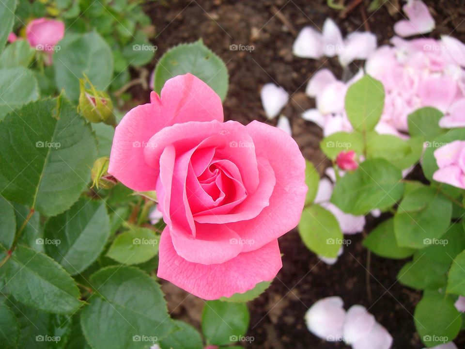 Garden rose