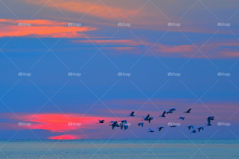 Lovely blue sky sunset with birds.