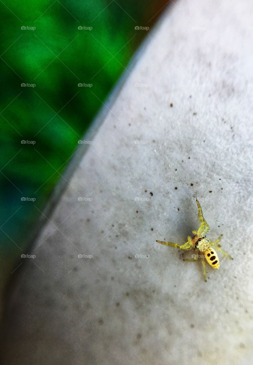 Tiny yellow spider looking to fight.