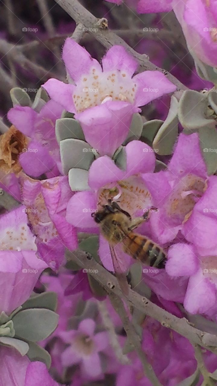 Purple Sage Bee