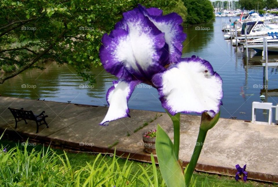 Iris in bloom, spring in Michigan