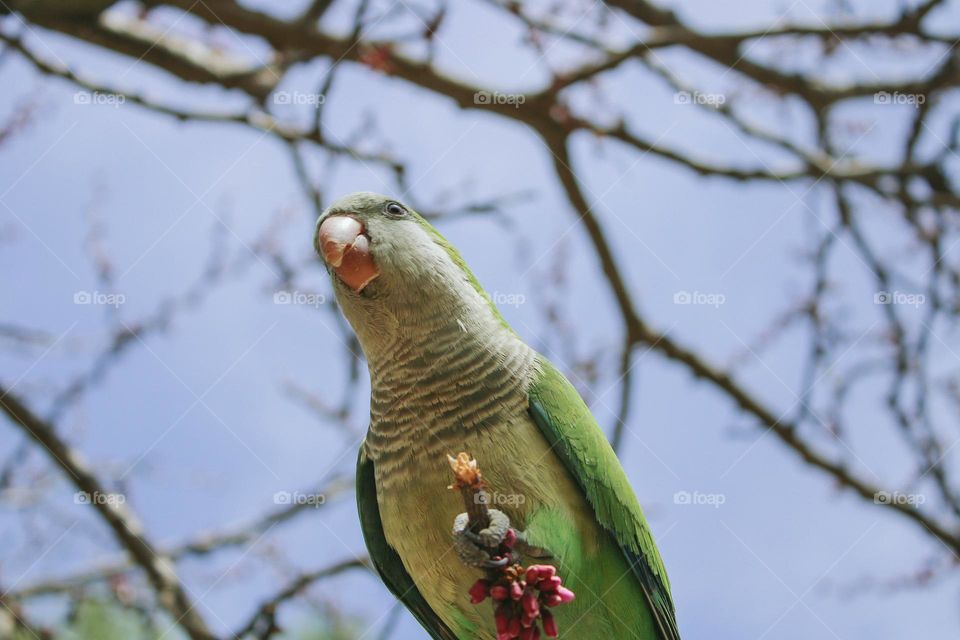 a curious parrot