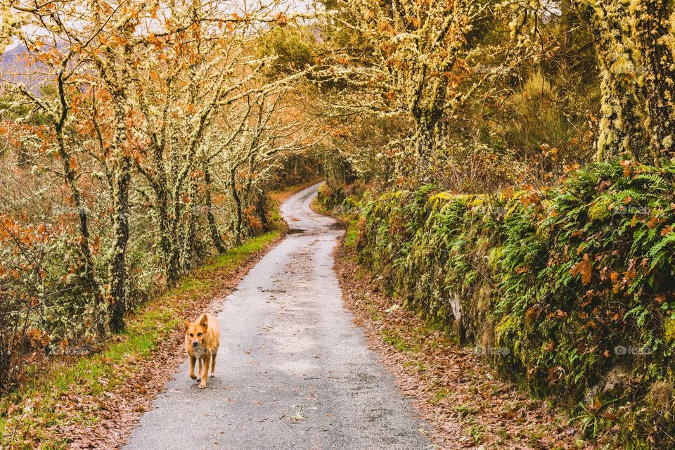 Dog is walking through the forest road