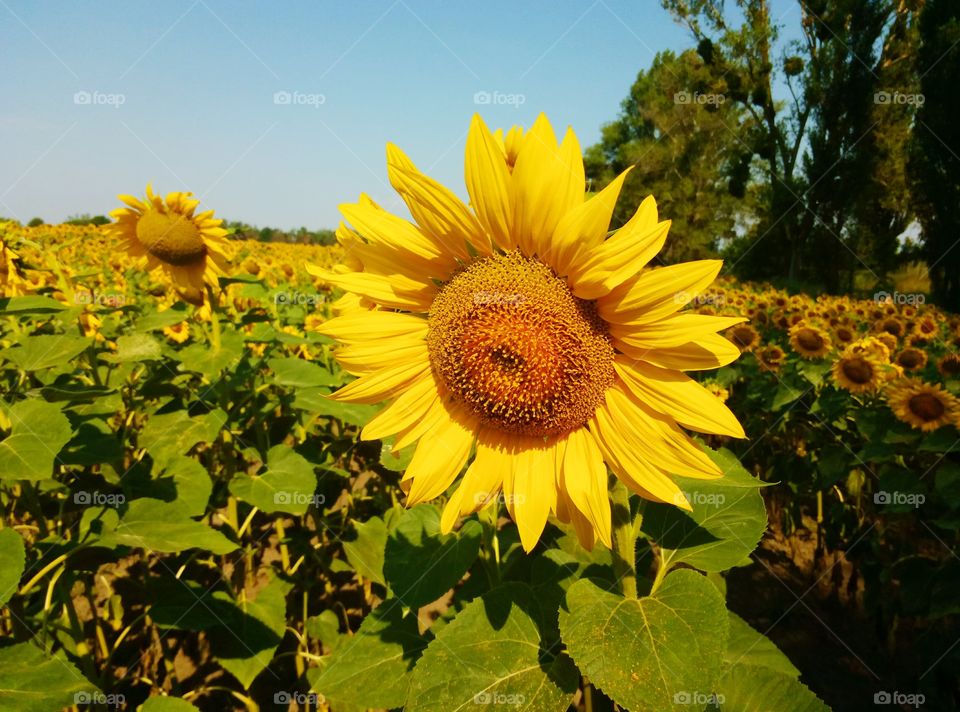 Nature, Summer, No Person, Sunflower, Flora