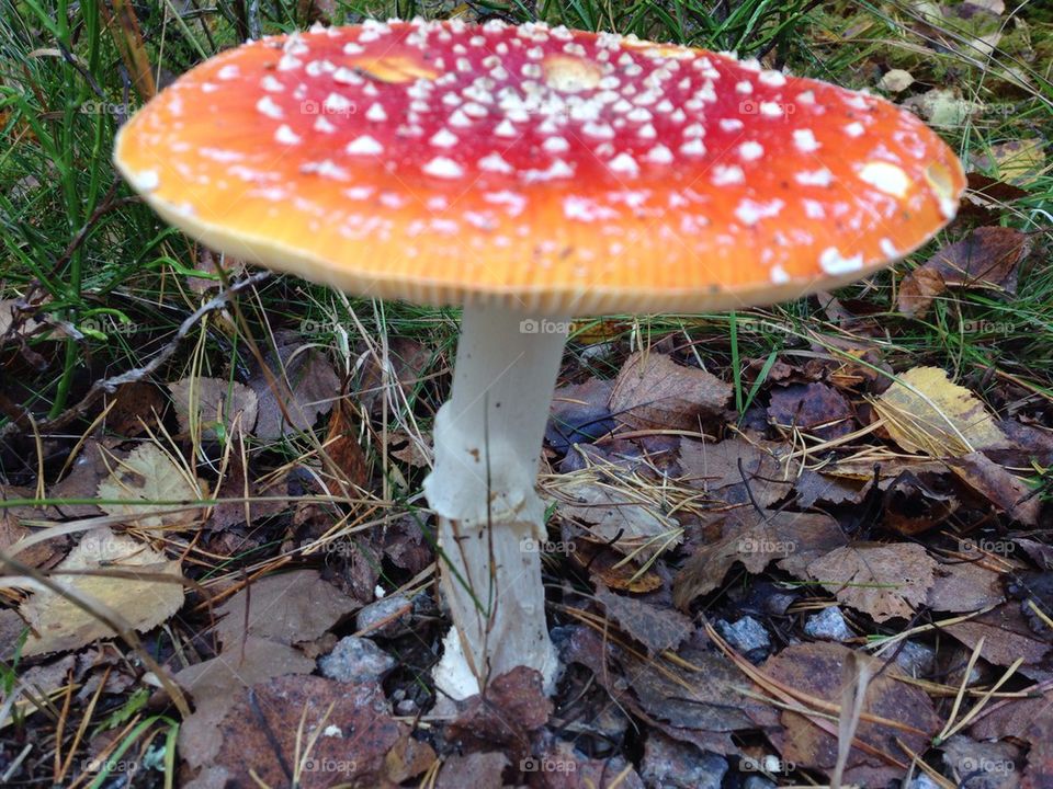 Toadstool