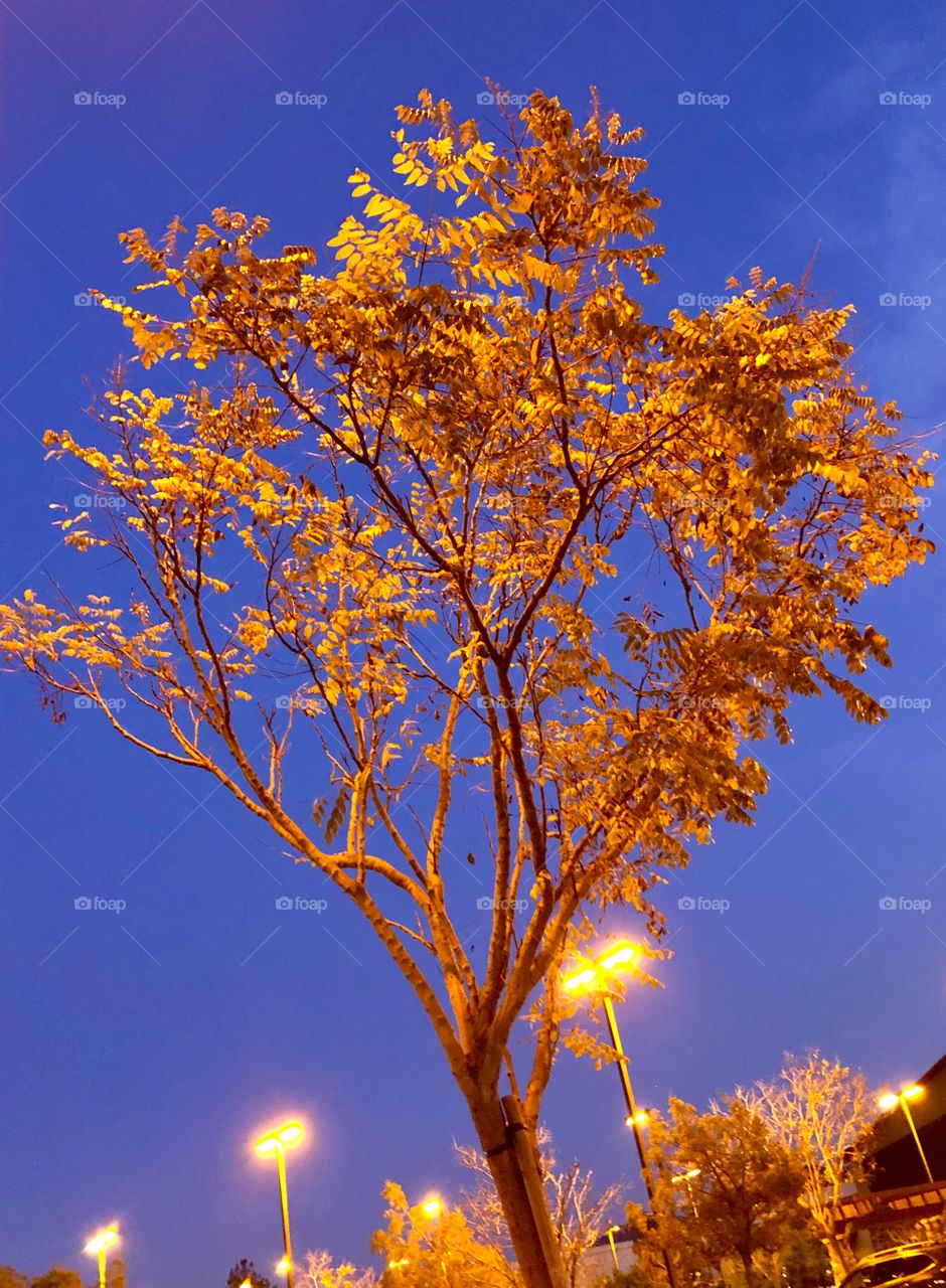 Twilight tree