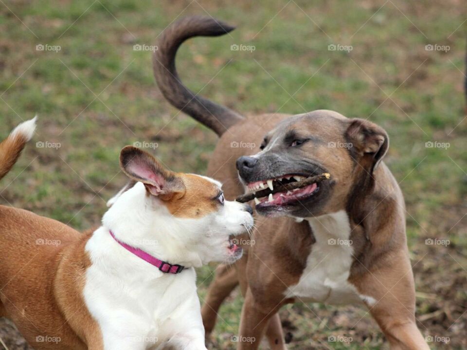 You have to get through my teeth if you want  the  stick!