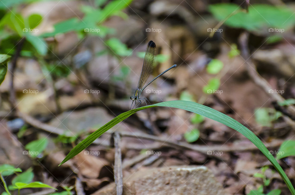 damselfly