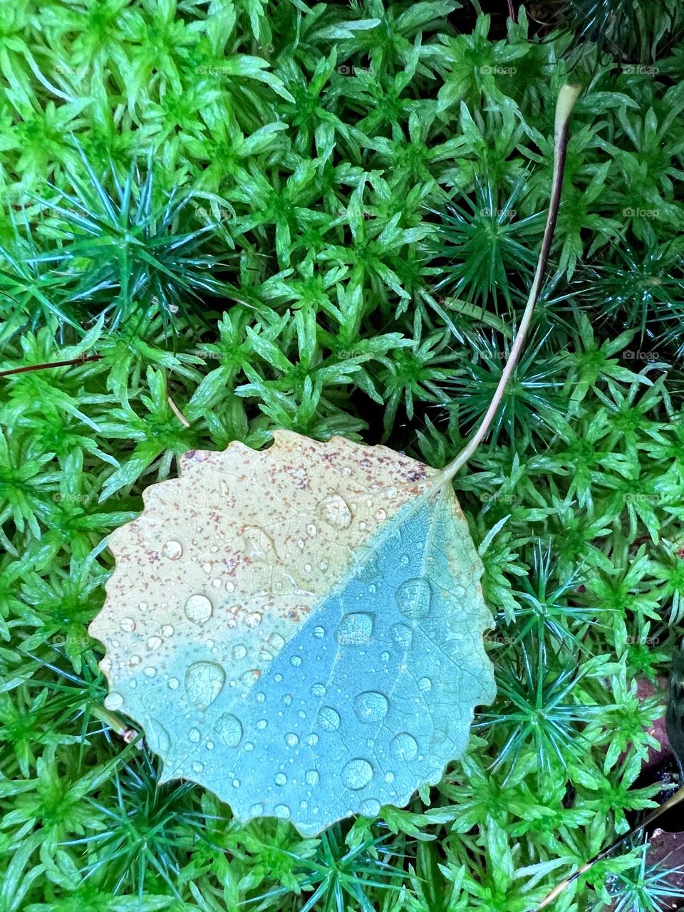 Close up of the aspen alder fallen half coloured leaf with the rain water drops on the bright green moss