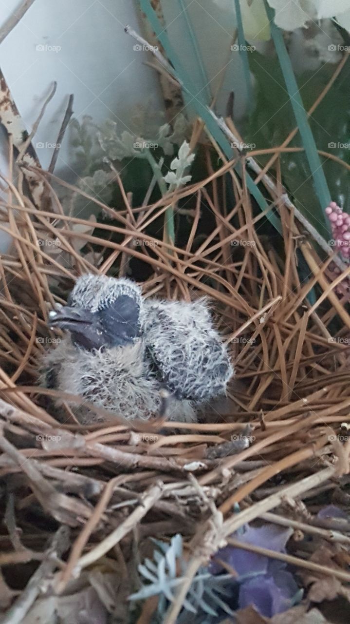 baby dove