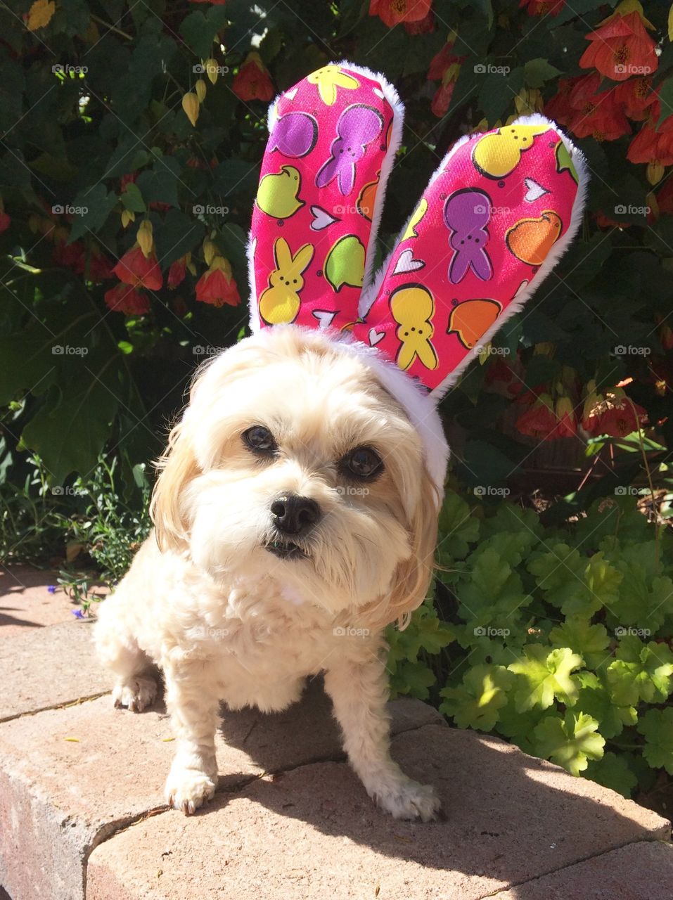 Easter Bunny dog peeps pink purple yellow ears