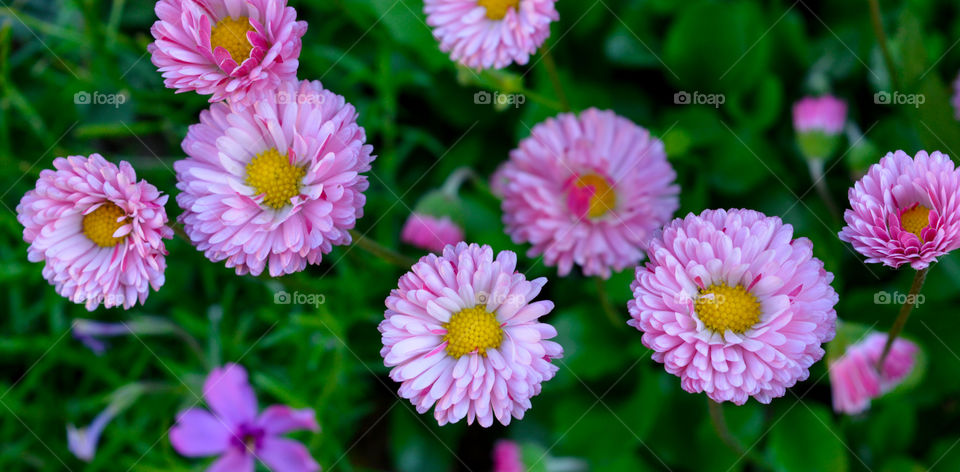 Close-up of pink flower