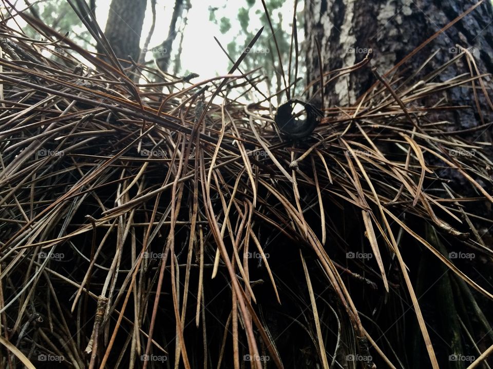 Pine needles 