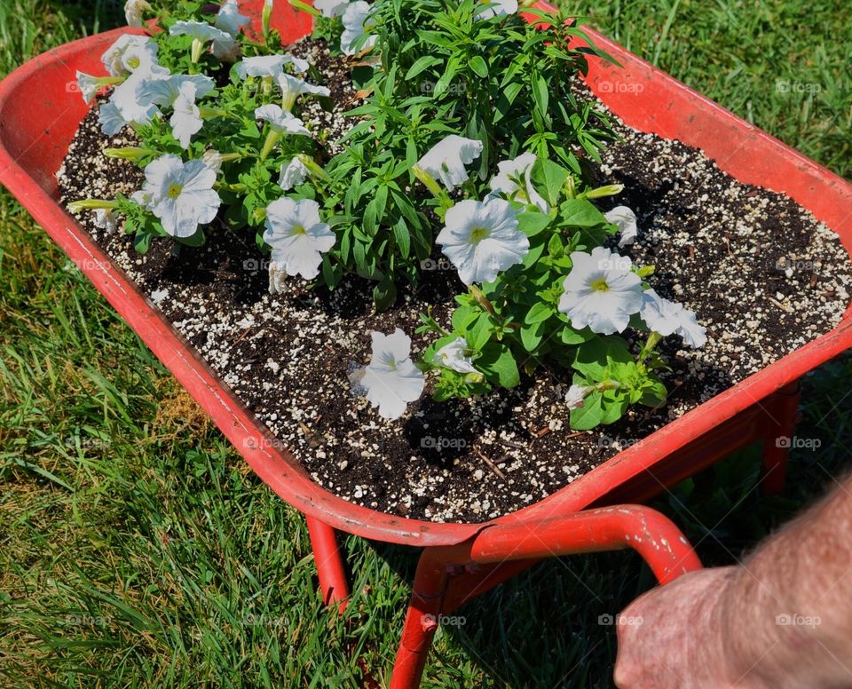 Planting petunias