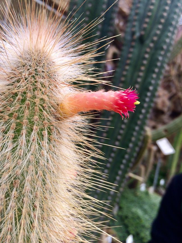 Cactus