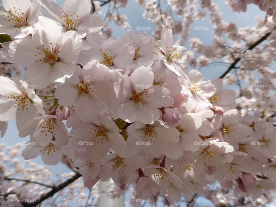 Japaner cherry tree blossom