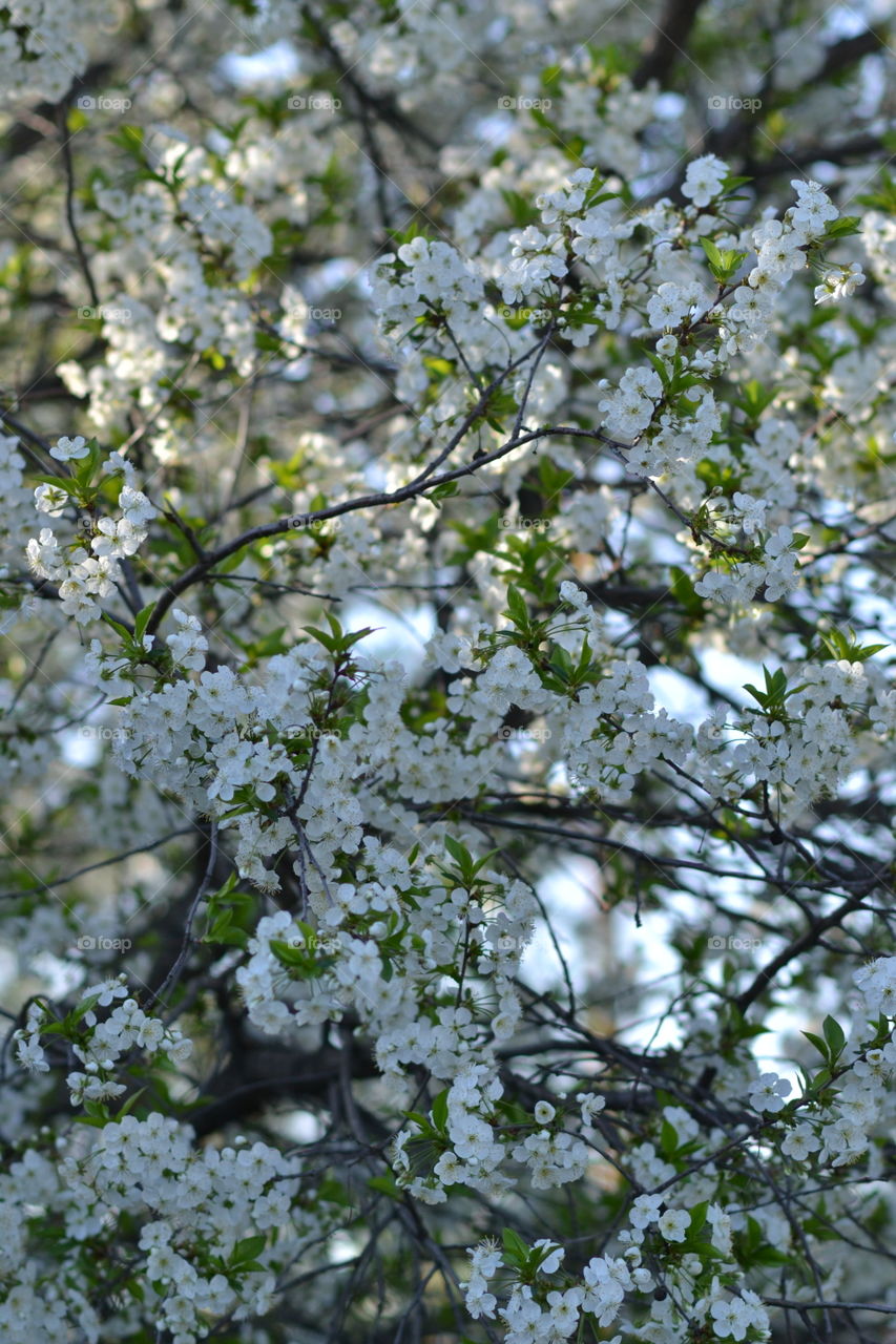 flowering tree