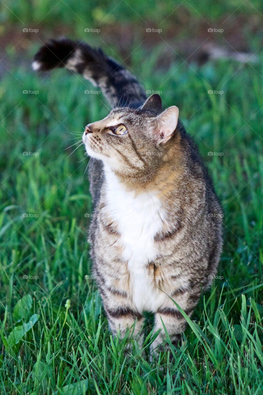 Fun Animals in our daily lives - Medium shot of a grey tabby, standing in the grass, looking up into a tree