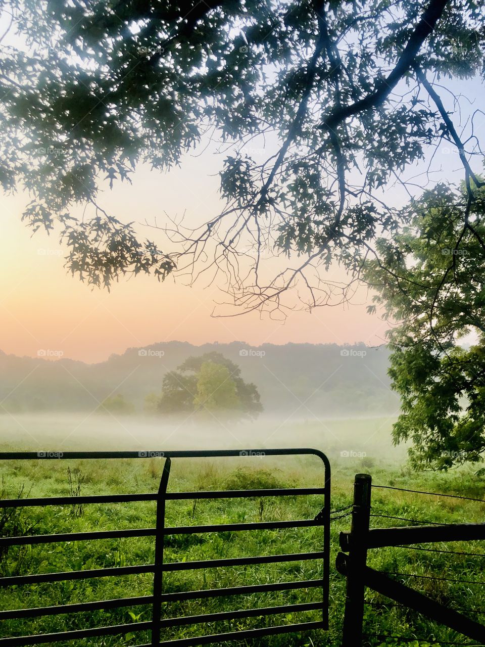 Morning misty view of the pasture from the fence gate under trees