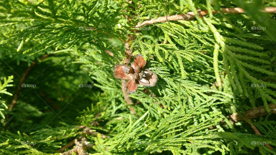 Tree, Evergreen, Nature, Flora, Closeup