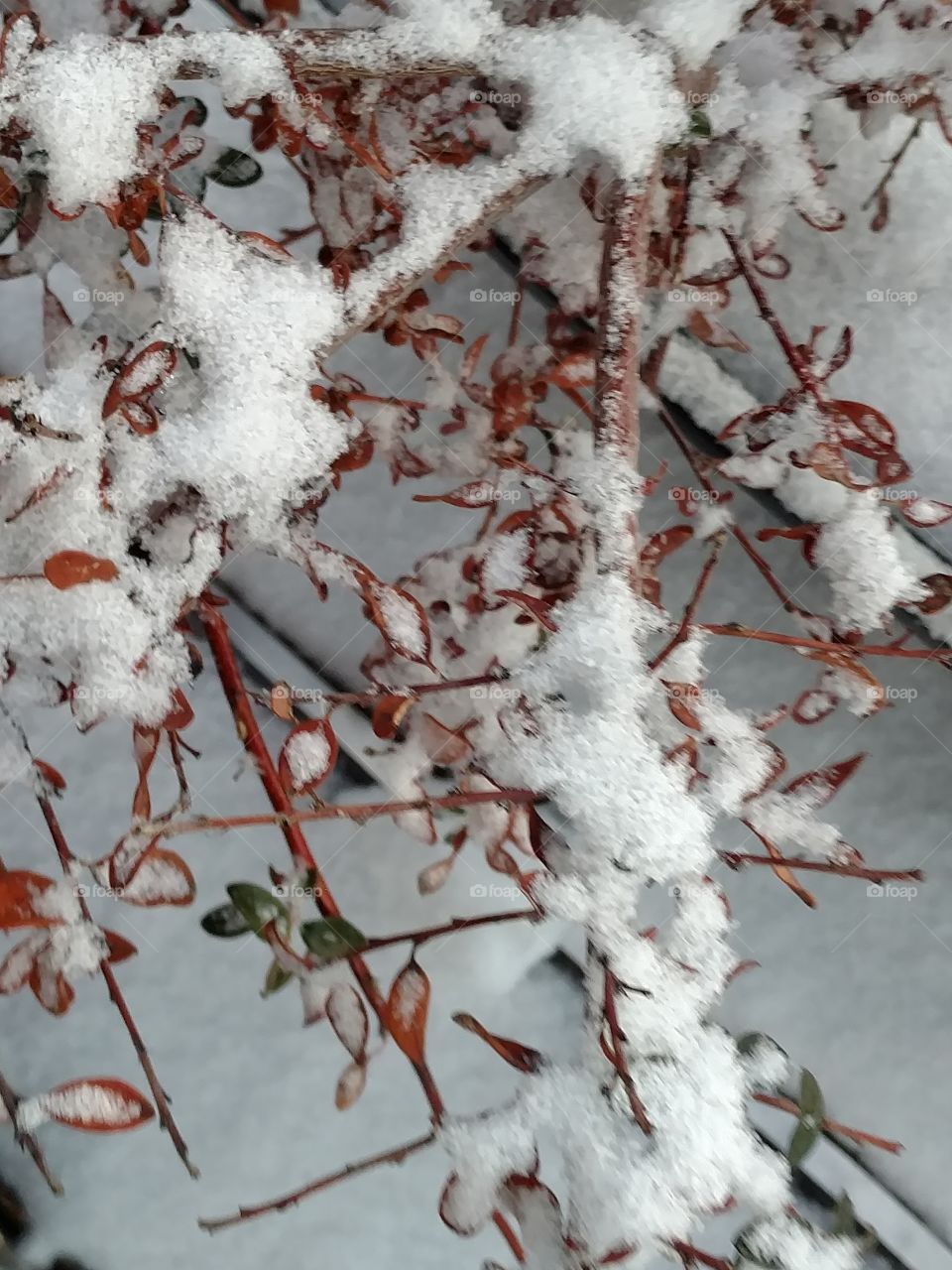 frozen bush