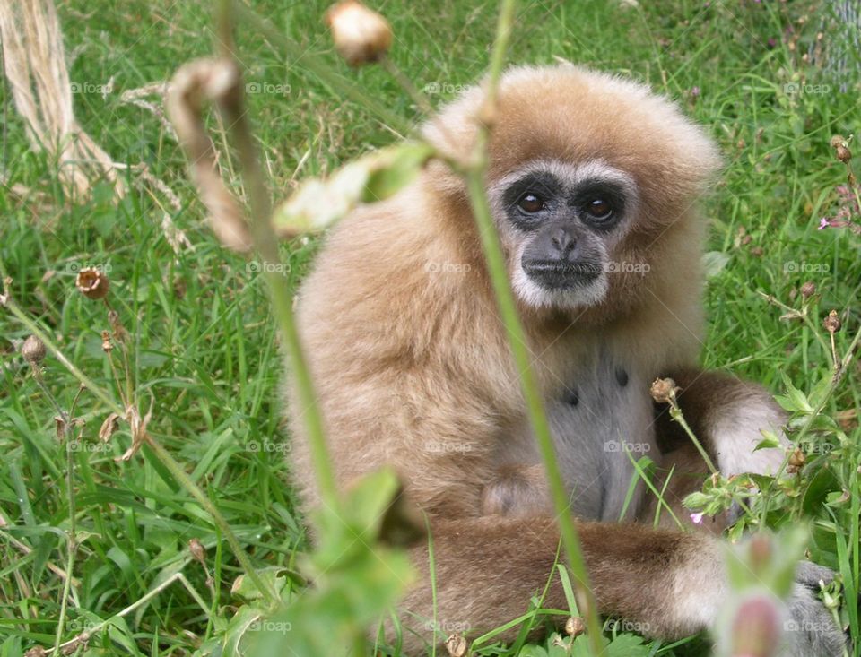 Funky gibbon