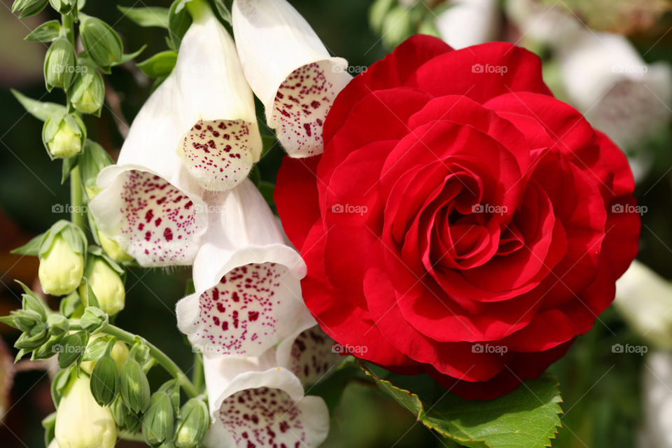 Red rose and white foxglove.