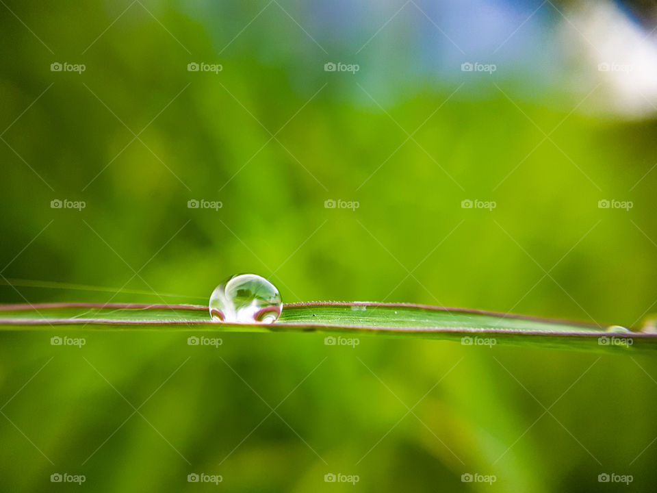 macro water droplet on a blade of grass