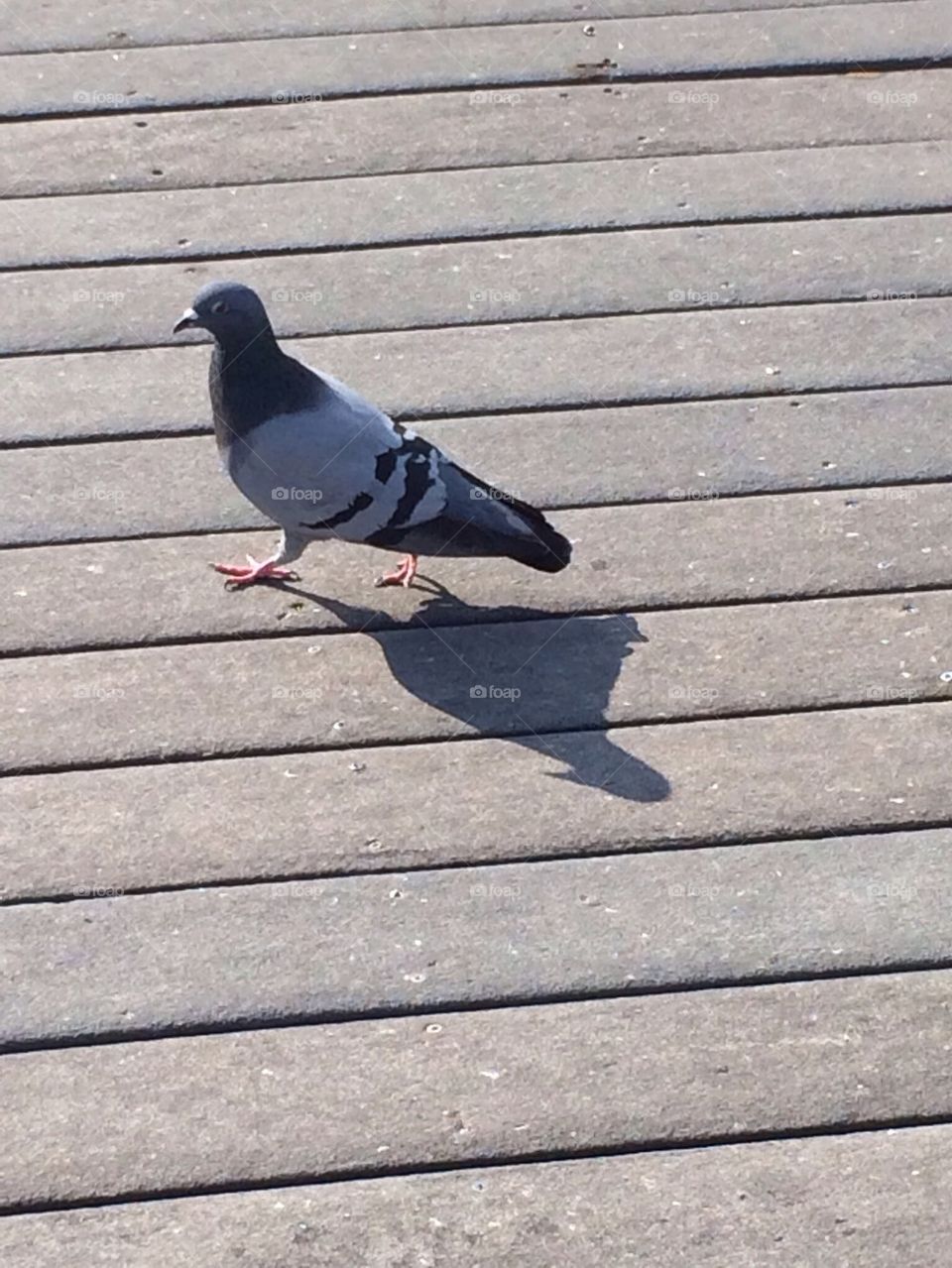 Pier with bird