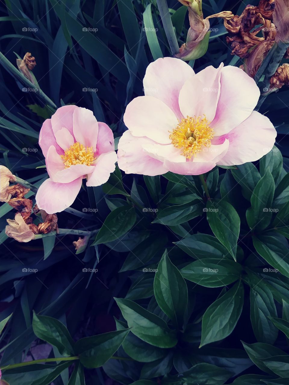 Pink peony