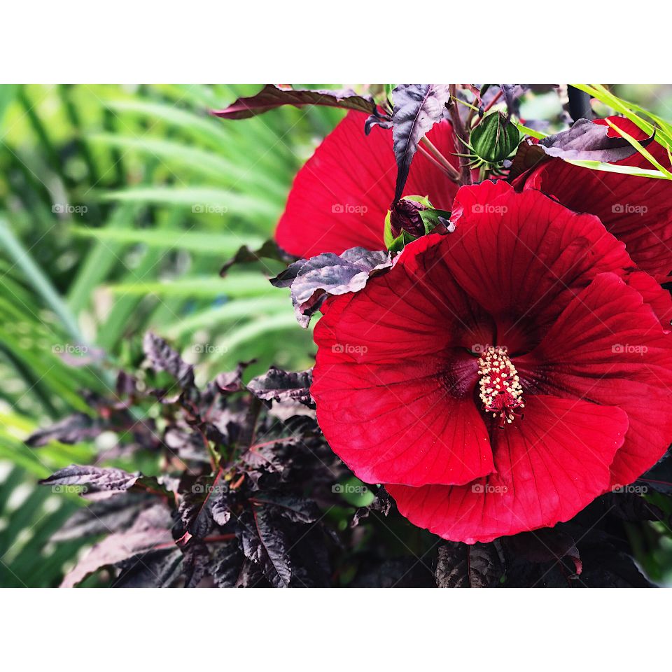 #perennialhibiscus