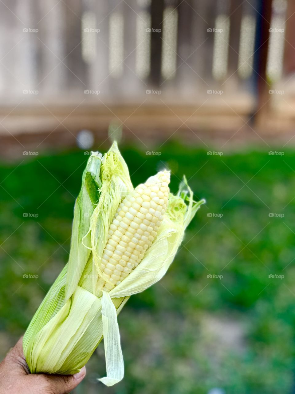 Corn in a cob always reminds me of my golden years with grandma and grandpa on the farm. 