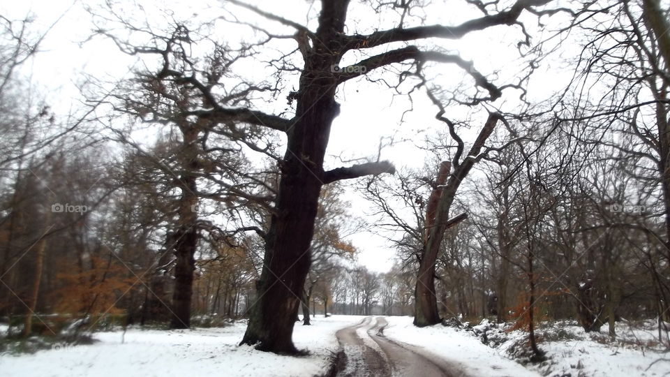 Winter, Snow, Tree, Landscape, Cold