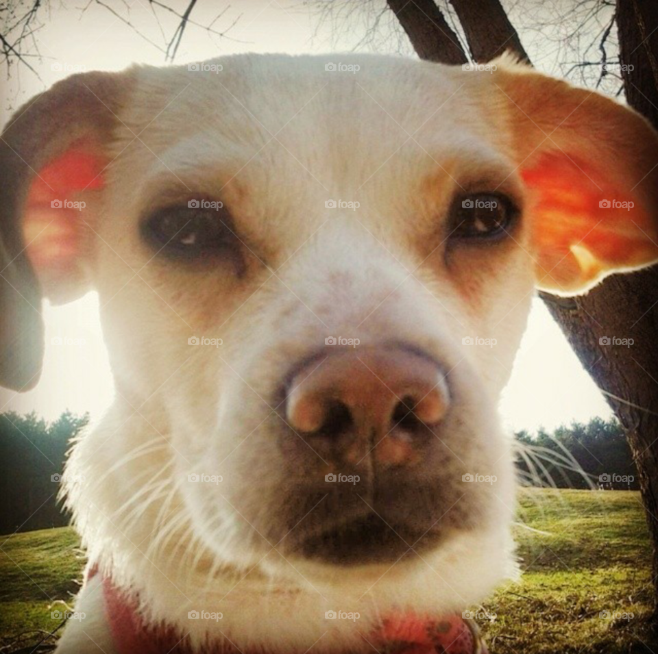 Dog, Animal, Cute, Pet, Canine