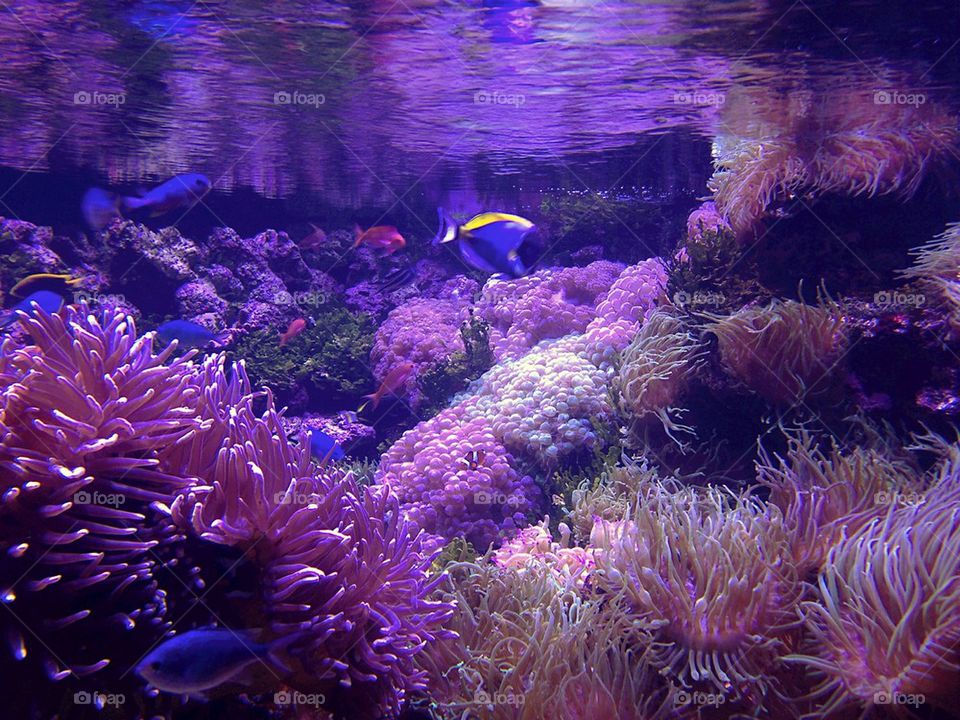 Coral and fish. Coral reef