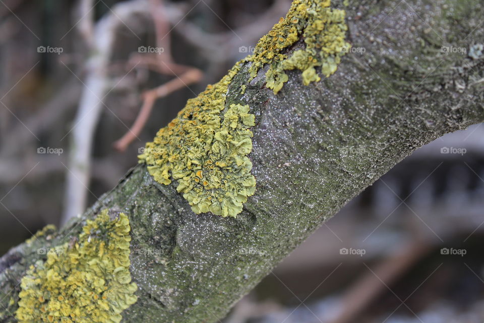 Moss and lichen macro on the tree