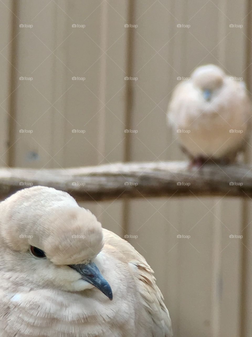 Calm as a dove; two doves one closeup up, one in blurred background 