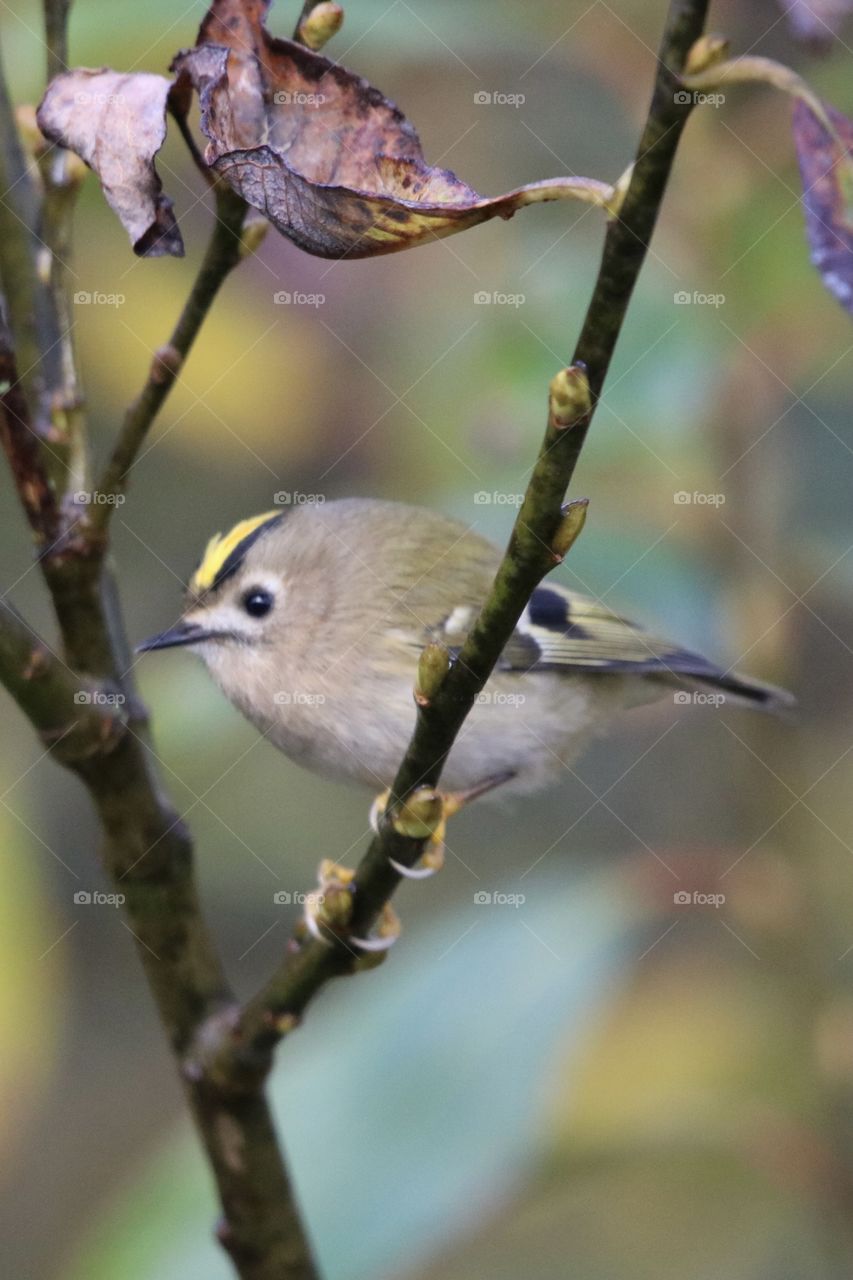 Goldcrest 