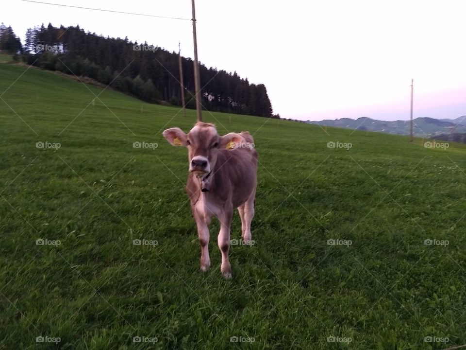cows Switzerland
