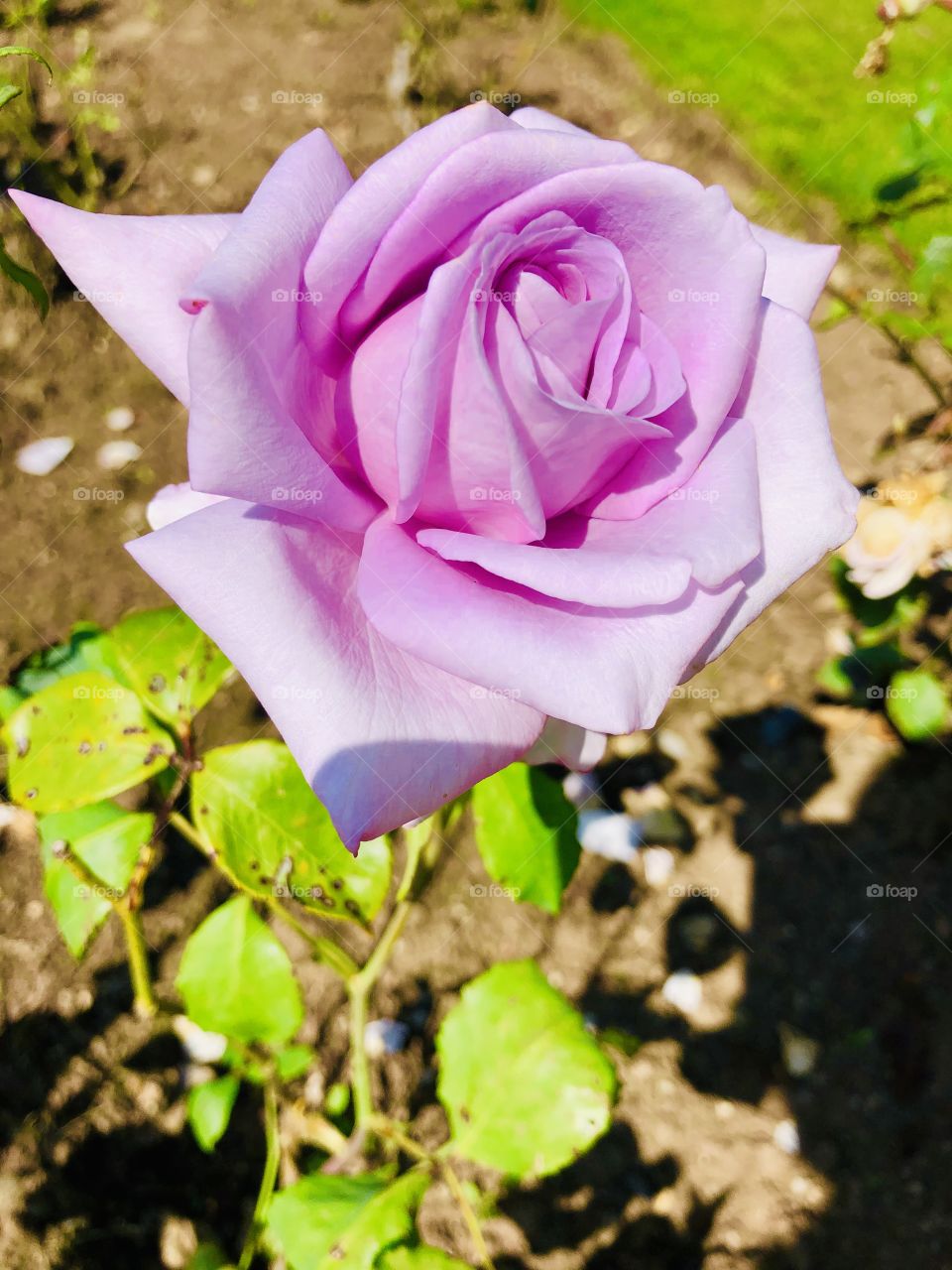 So in love with this Rose 🌹